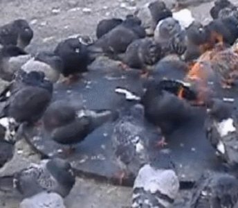 ​看看叫惹火上身？鸽子在火堆旁取暖不小心尾巴着火，吓得冲天飞起