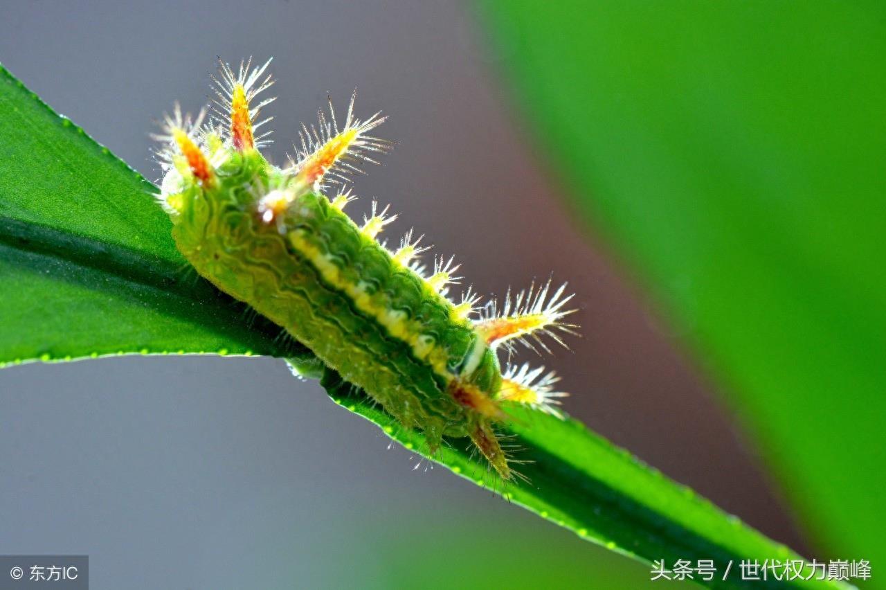 农村的洋辣子罐是什么,惹不起的农村美味,网上卖到了100元1斤