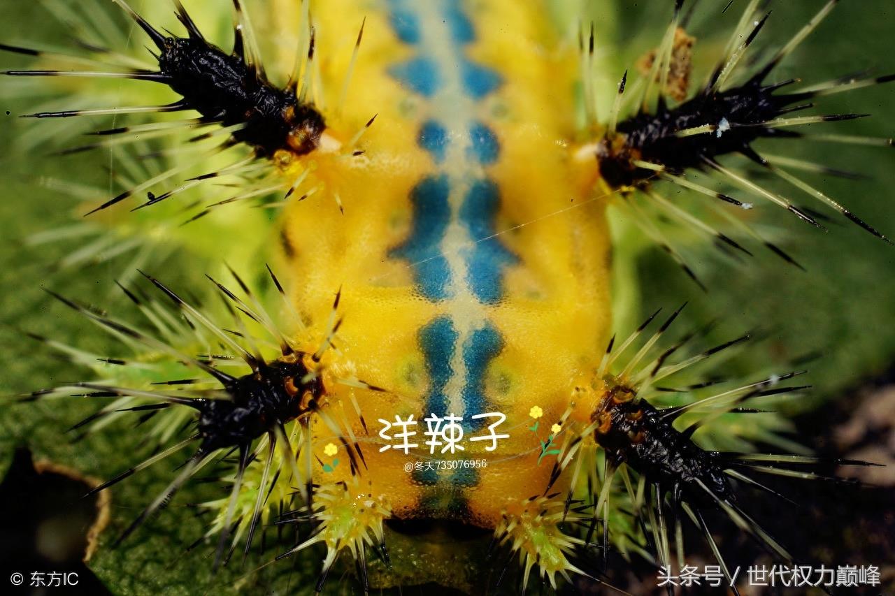 农村的洋辣子罐是什么,惹不起的农村美味,网上卖到了100元1斤