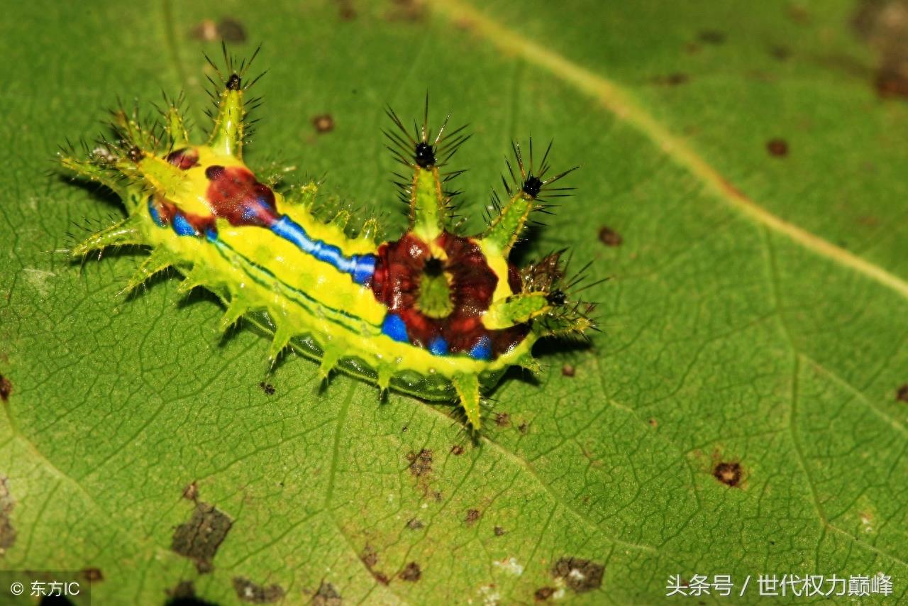 农村的洋辣子罐是什么,惹不起的农村美味,网上卖到了100元1斤