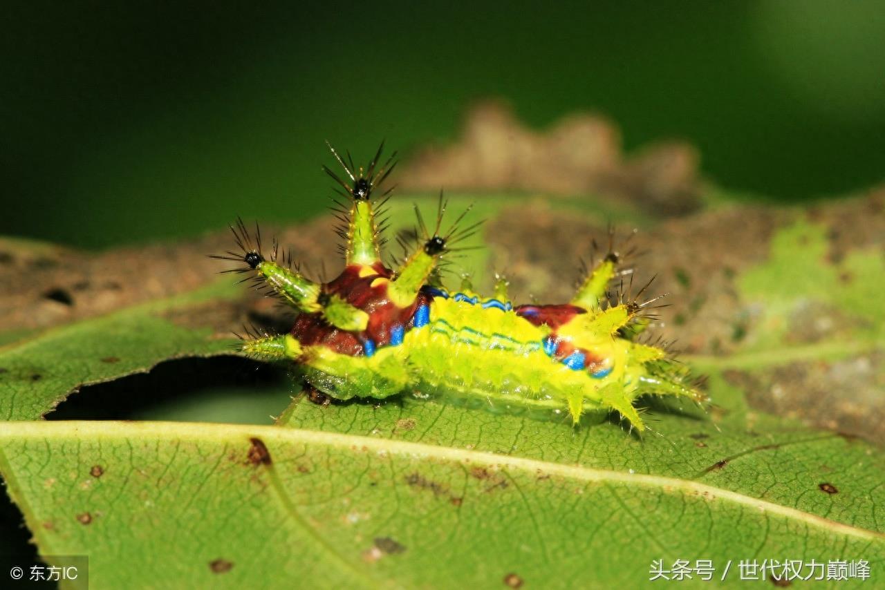 农村的洋辣子罐是什么,惹不起的农村美味,网上卖到了100元1斤