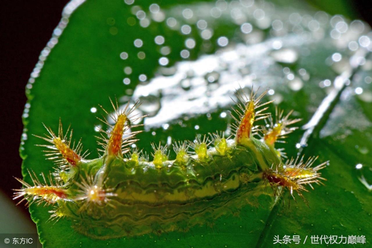 农村的洋辣子罐是什么,惹不起的农村美味,网上卖到了100元1斤