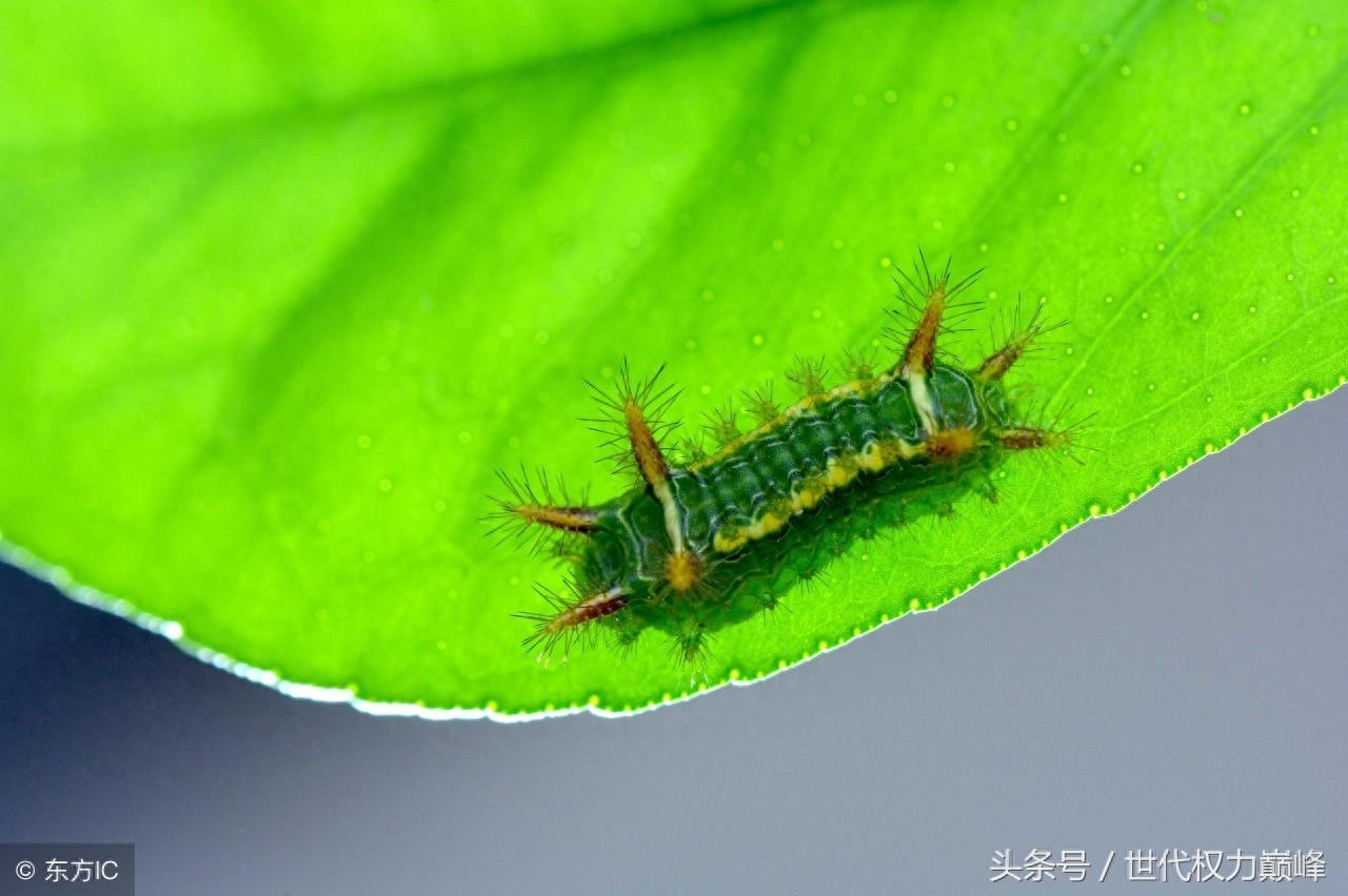 农村的洋辣子罐是什么,惹不起的农村美味,网上卖到了100元1斤