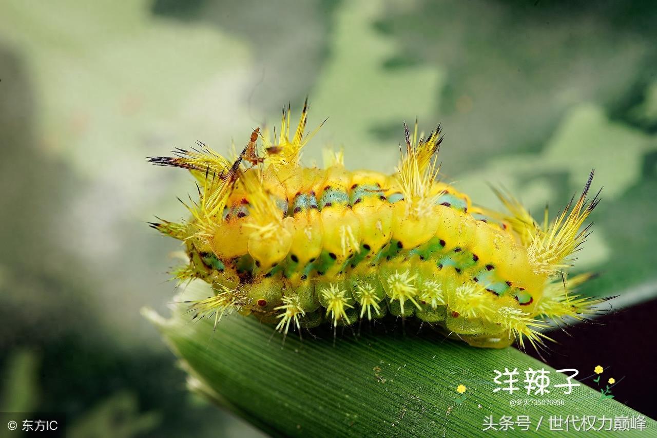 农村的洋辣子罐是什么,惹不起的农村美味,网上卖到了100元1斤