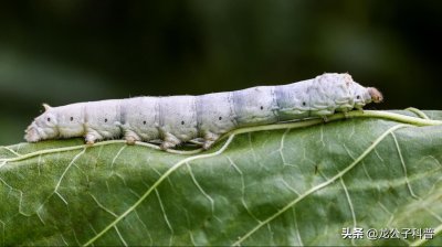 ​盘点对人类有益的五种昆虫