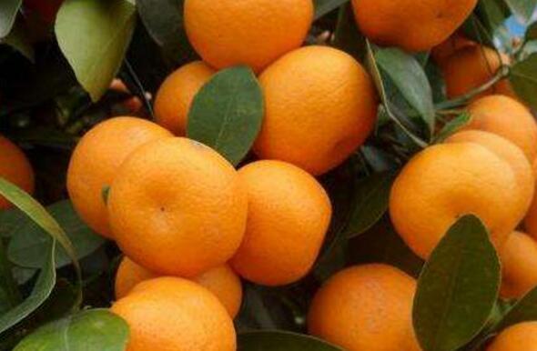 橘子吃多了皮肤会变黄吗:橘子吃多了会对皮肤造成什么伤害?