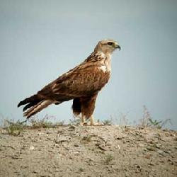 生活在海拔3000米的雪线以上的鸡——天山雪鸡