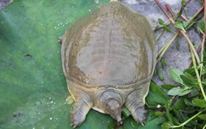 中国动物:中华鳖