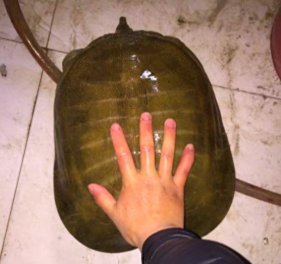 中国动物:中华鳖