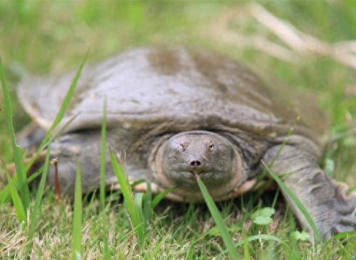 中国动物:中华鳖