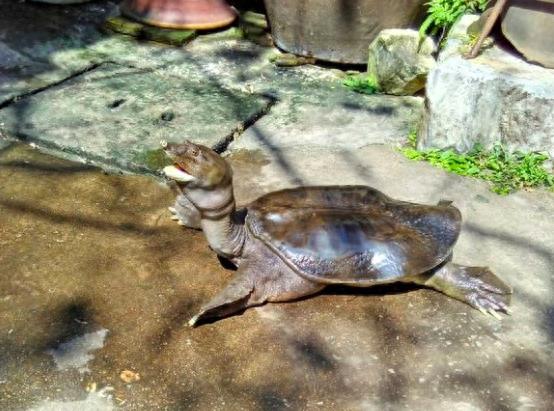 中国动物:中华鳖