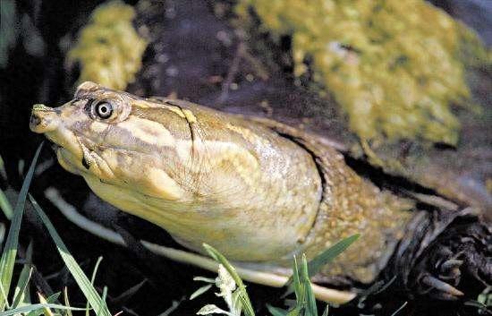 中国动物:中华鳖