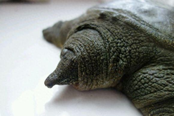 中国动物:中华鳖