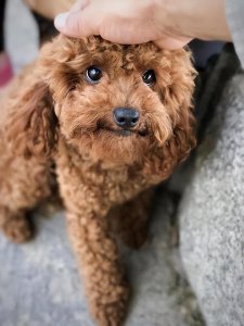 ​泰迪有这几个表现，说明“恨你到心底”了，别不知道