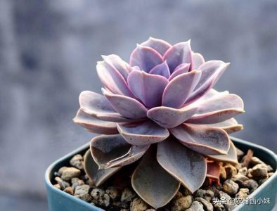 ​这些常见多肉的花语，你都知道吗？