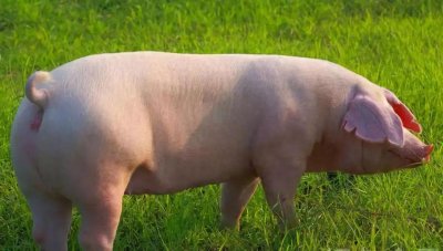 ​奇闻！泰国一男子强奸了一头怀孕的母猪，网友直呼：太重口味！