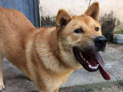 ​明明啥都没有，农村土狗半夜狂叫，有人说它是在咬鬼，你信吗？