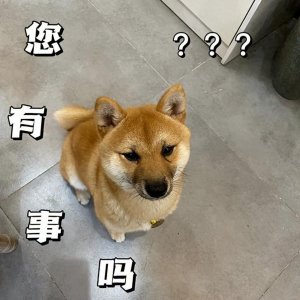 ​狗狗认主的6个表现，中3条以上的，说明狗没养错！