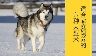 ​适合家庭饲养的五种大型犬，看看你认识几种？
