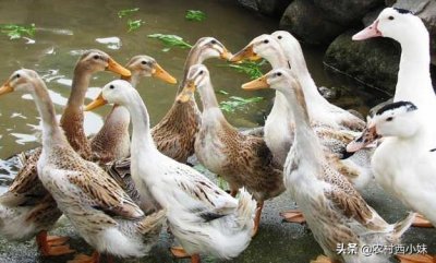 ​引起鸭子腹泻的主要原因以及解决办法