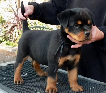 ​饲养罗威纳的注意事项，收好了