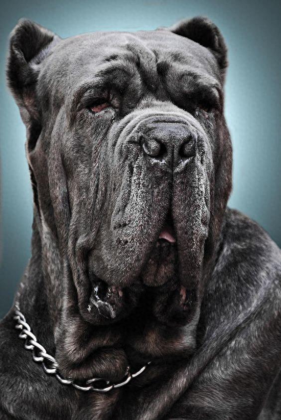 大型猛犬-纽波利顿獒犬