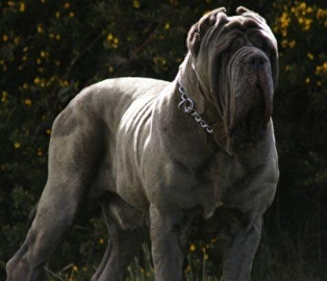 大型猛犬-纽波利顿獒犬