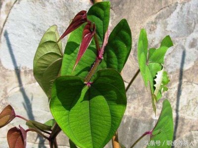 ​常见植物知识普及（二十一）-参薯