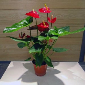 ​红掌怎么养
