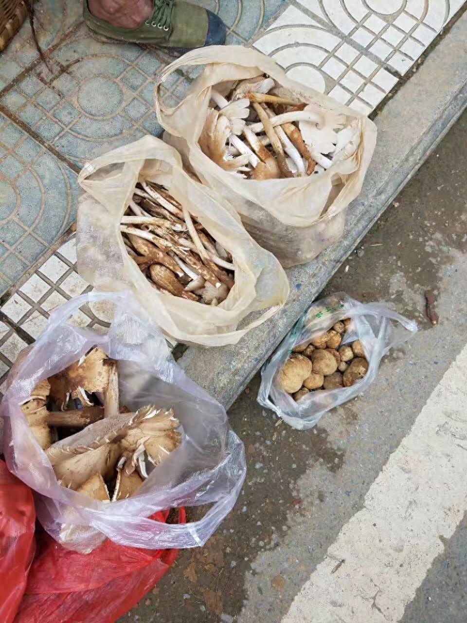 暴雨冲去暑热，独属于云贵大山中的“三八菇”也跟着冒出来，这种美味你吃过吗？