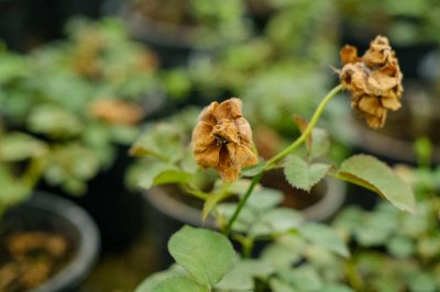 ​花前掐一下，花后剪一刀，月季茉莉想开几次开几次！