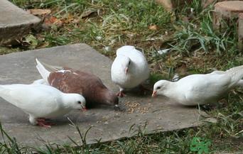 鸽子是发物吗?吃鸽子的禁忌