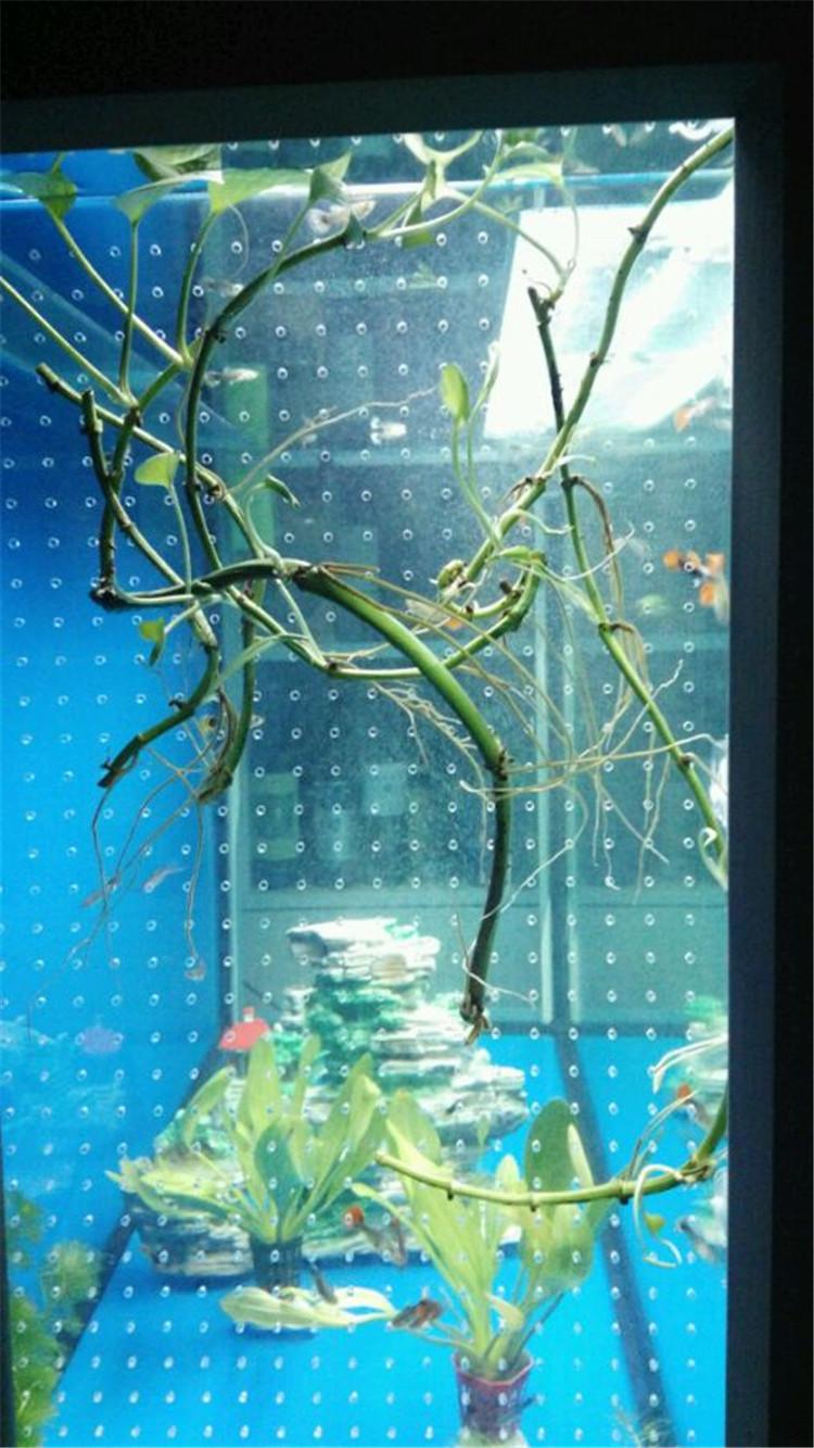 绿萝能全部泡在水下养吗(绿萝花语象征与寓意)