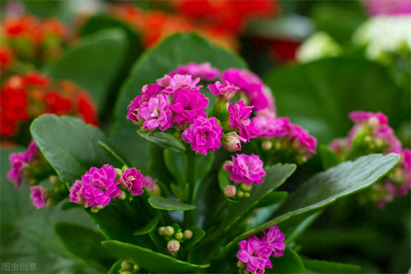 长寿花用什么肥料好(长寿花的养殖方法和注意事项)