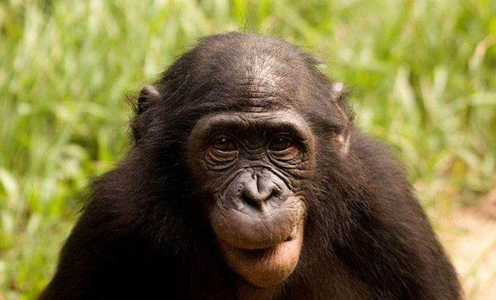 为什么黑猩猩抓到小猴子后,要先从大脑吃起?看完涨知识了