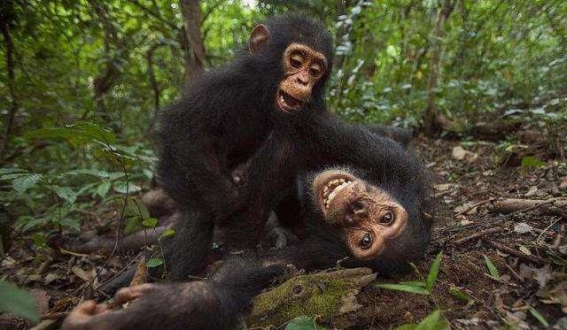 为什么黑猩猩抓到小猴子后,要先从大脑吃起?看完涨知识了