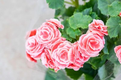 ​丽格海棠如何打顶