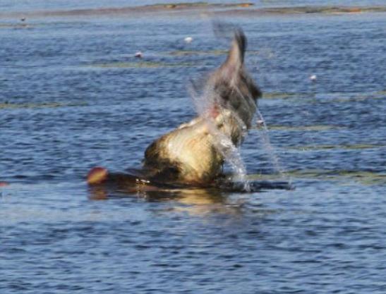 鳄鱼的杀伤力果然是名不虚传的,30秒就将沙袋鼠咬碎吞进肚中!