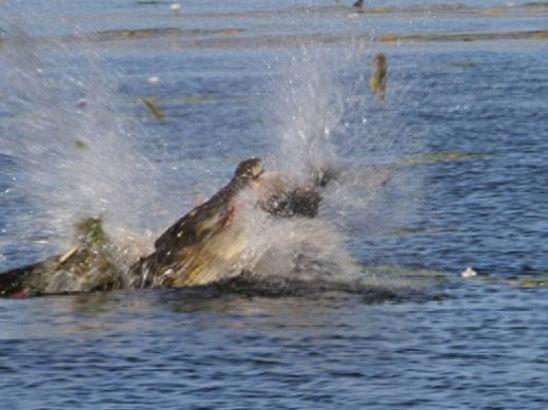 鳄鱼的杀伤力果然是名不虚传的,30秒就将沙袋鼠咬碎吞进肚中!