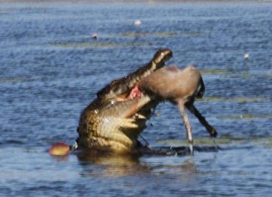 鳄鱼的杀伤力果然是名不虚传的,30秒就将沙袋鼠咬碎吞进肚中!