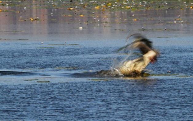 鳄鱼的杀伤力果然是名不虚传的,30秒就将沙袋鼠咬碎吞进肚中!