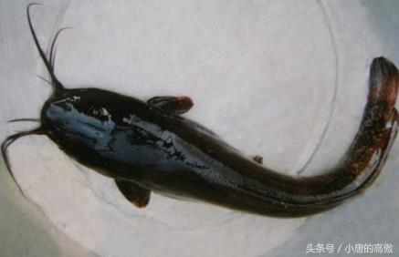 乡间河里的原生态胡子鱼