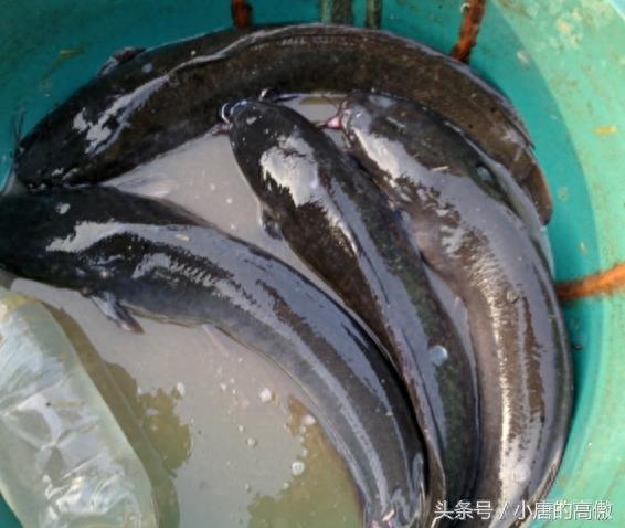 乡间河里的原生态胡子鱼