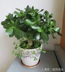 ​胖娃娃好可爱，还开花，只是大多数人都没见过胖娃娃花，你见过没