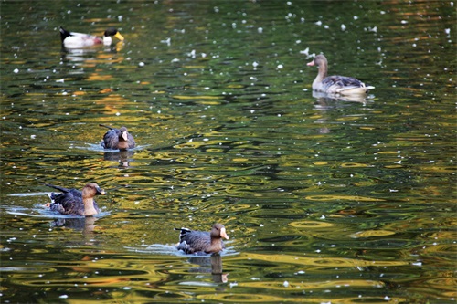 江苏常州红梅公园