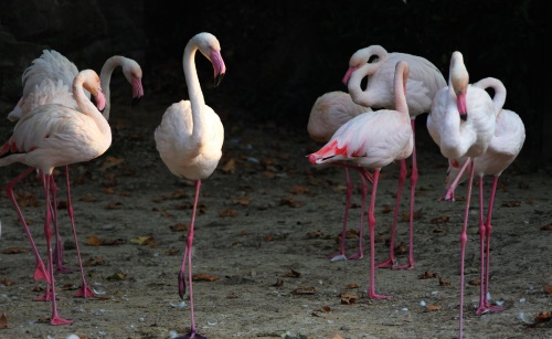 江苏常州红梅公园