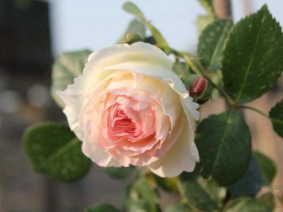 ​让无数人掉进月季坑的它-龙沙宝石，岁月更替，它一直都在