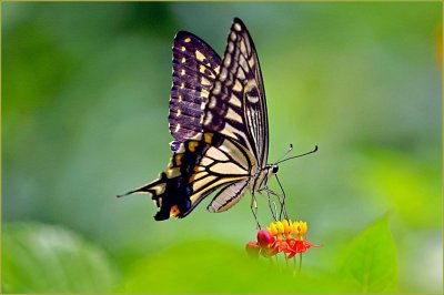 ​萌萌的大眼虫子-柑橘凤蝶