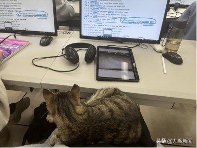 ​云南一高校流浪猫进教室蹭课，同学：抱出去三次，最后关窗上课