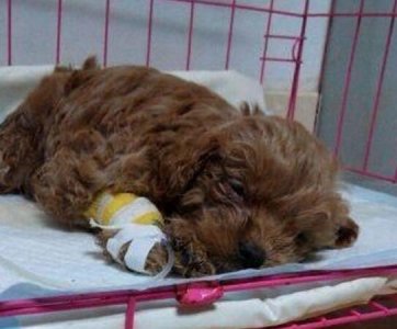 ​怪不得一只金毛只卖300块，不是纯种的还是只病狗！